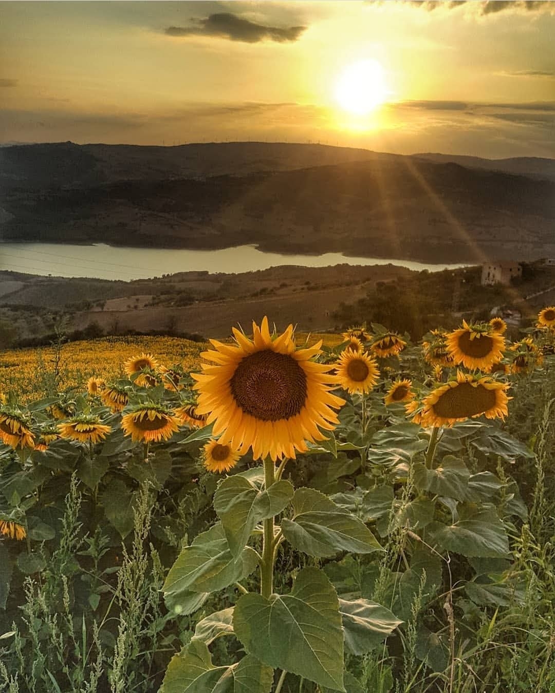 Campo di girasoli Carlantino